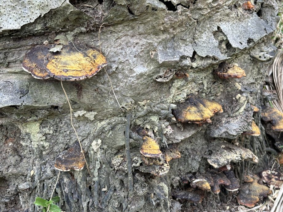 有删短//(全国版)陈泓缣:大马棕油局与IBG研发生物防治肥料防油棕“癌症”