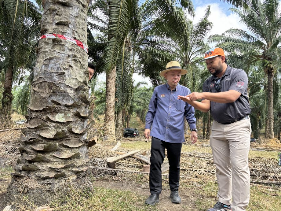 有删短//(全国版)陈泓缣:大马棕油局与IBG研发生物防治肥料防油棕“癌症”