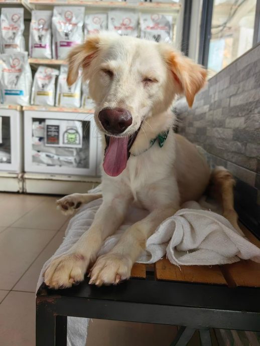 柔:【宠物萌萌哒】(4月6日刊):千言万语只一句“因为它值得”,林怡婷用爱让“花花”脱胎换骨