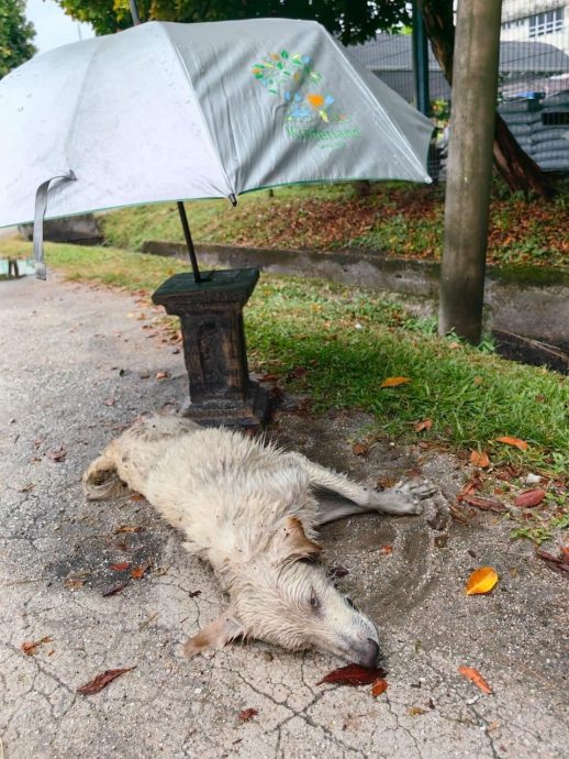 柔:【宠物萌萌哒】(4月6日刊):千言万语只一句“因为它值得”,林怡婷用爱让“花花”脱胎换骨