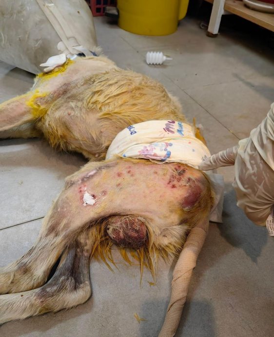 柔:【宠物萌萌哒】(4月6日刊):千言万语只一句“因为它值得”,林怡婷用爱让“花花”脱胎换骨