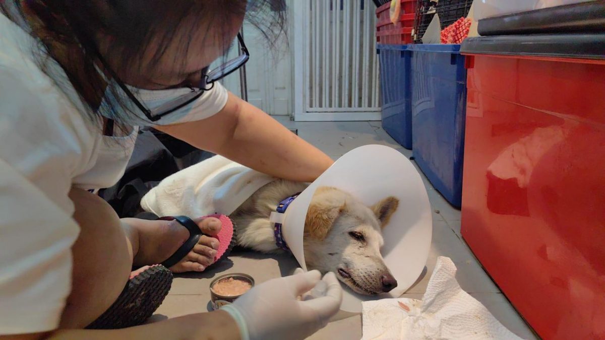 柔:【宠物萌萌哒】(4月6日刊):千言万语只一句“因为它值得”,林怡婷用爱让“花花”脱胎换骨