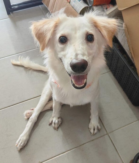 柔:【宠物萌萌哒】(4月6日刊):千言万语只一句“因为它值得”,林怡婷用爱让“花花”脱胎换骨