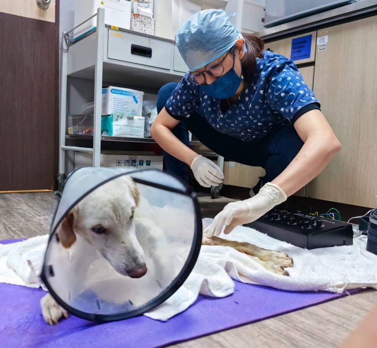 柔:【宠物萌萌哒】(4月6日刊):千言万语只一句“因为它值得”,林怡婷用爱让“花花”脱胎换骨