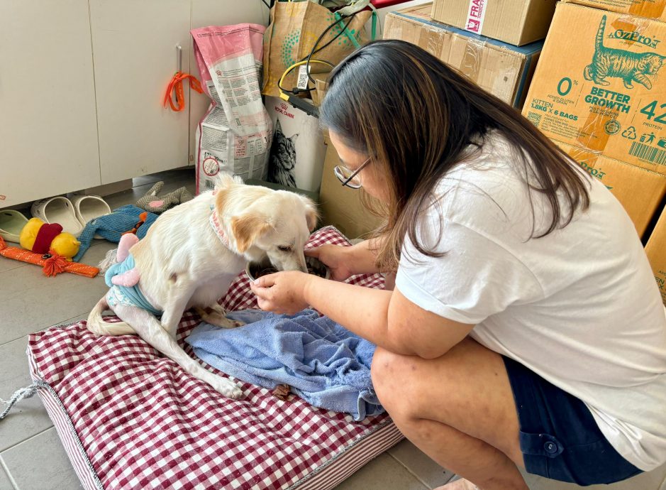 柔:【宠物萌萌哒】(4月6日刊):千言万语只一句“因为它值得”,林怡婷用爱让“花花”脱胎换骨