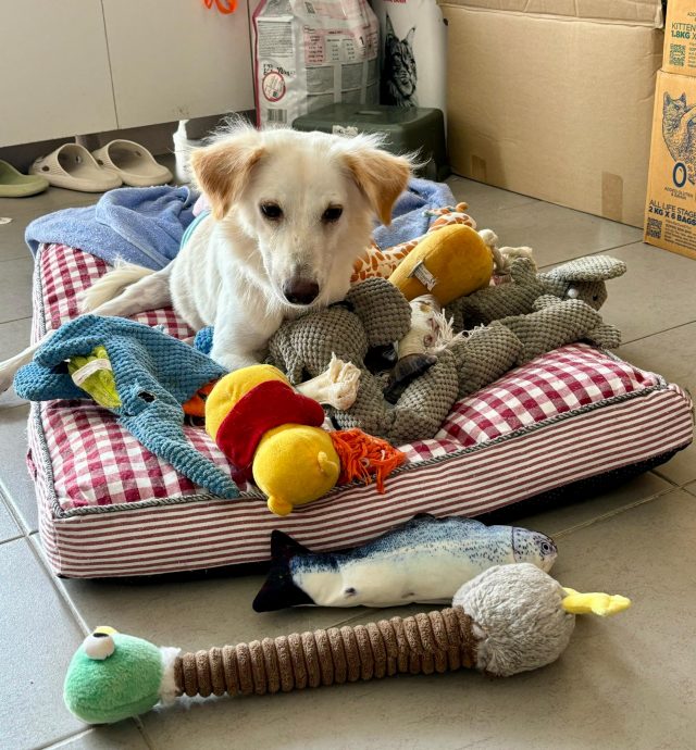 柔:【宠物萌萌哒】(4月6日刊):千言万语只一句“因为它值得”,林怡婷用爱让“花花”脱胎换骨