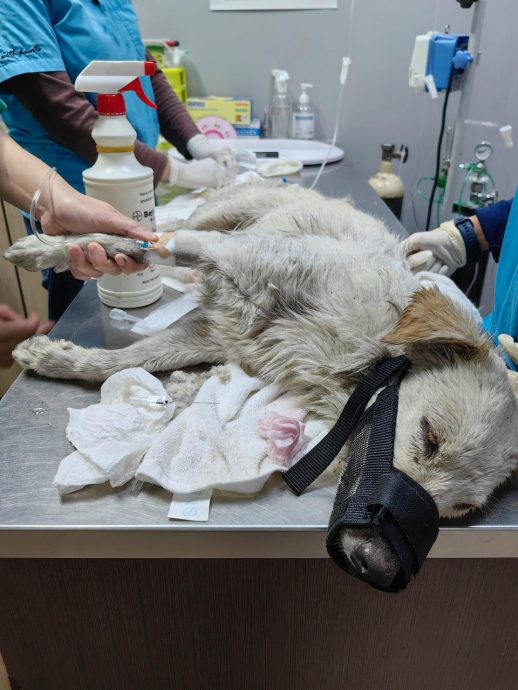 柔:【宠物萌萌哒】(4月6日刊):千言万语只一句“因为它值得”,林怡婷用爱让“花花”脱胎换骨