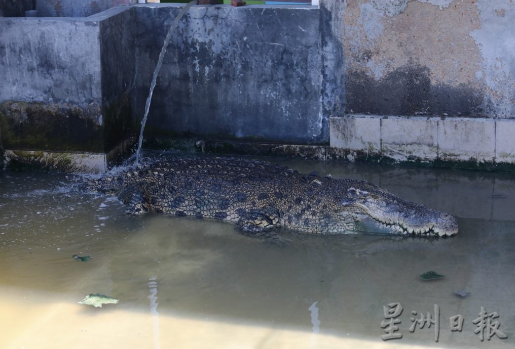 柔：【特稿】 ：南亚港鳄鱼园走过逾百年  祖孙三代人传承守业 