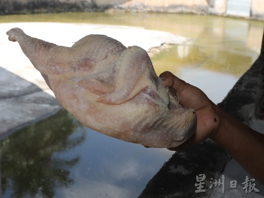 柔：【特稿】 ：南亚港鳄鱼园走过逾百年  祖孙三代人传承守业 