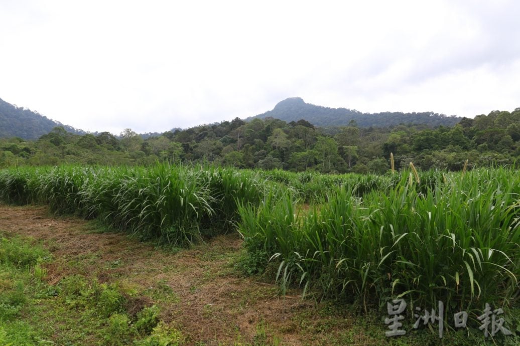 柔：【特稿】：新闻：提供食物 吸引停留  柔野象中心减人象冲突