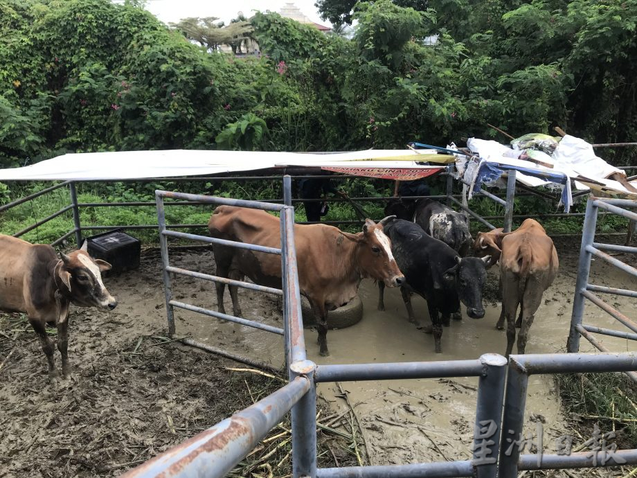 江沙市会拍卖6牛 获1万5500令吉