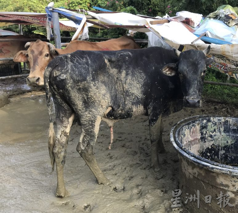 江沙市会拍卖6牛 获1万5500令吉