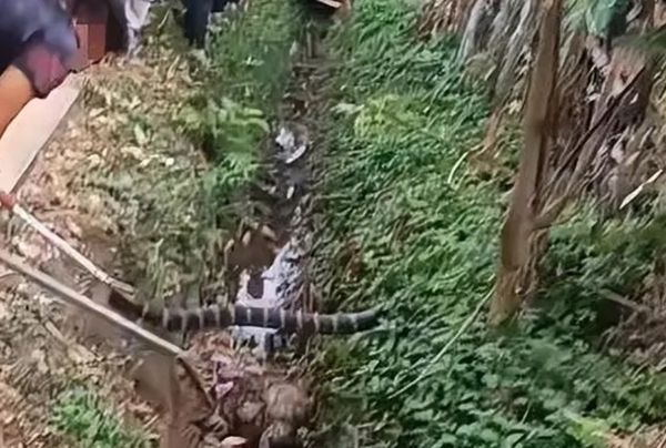 海南岛村民被蛇咬死! 消防员又活捉两条两公尺长眼镜蛇王