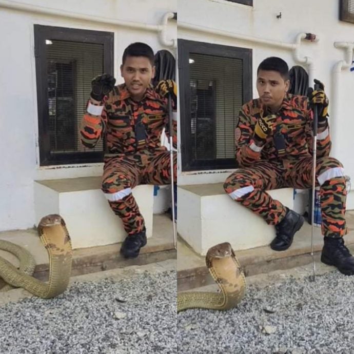 消拯员拍防蛇视频 眼镜蛇王乖坐吸睛