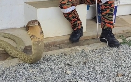 消拯员拍防蛇视频 眼镜蛇王乖坐吸睛