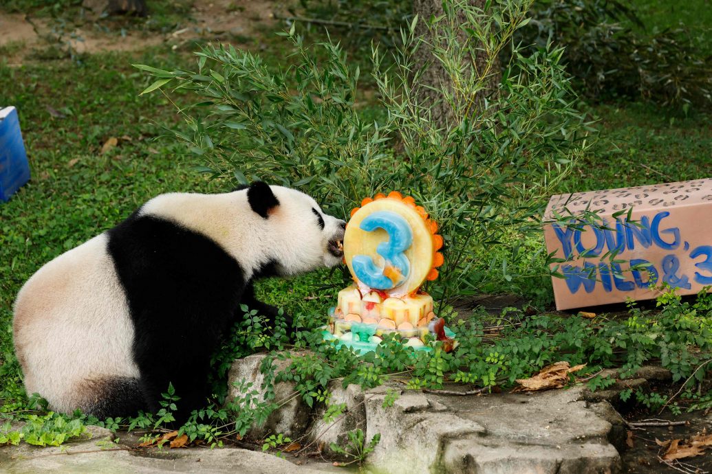 熊猫奶爸中国探亲 升谊邻居是明星