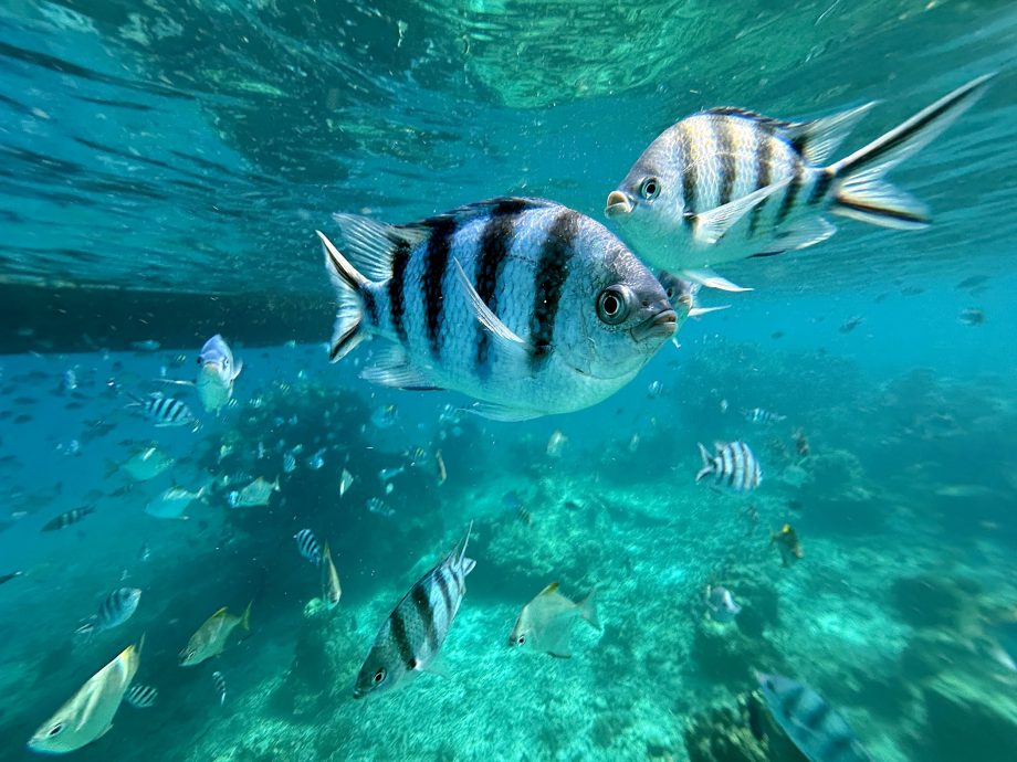 22日-24日热浪岛-新增新加坡机场直飞航线