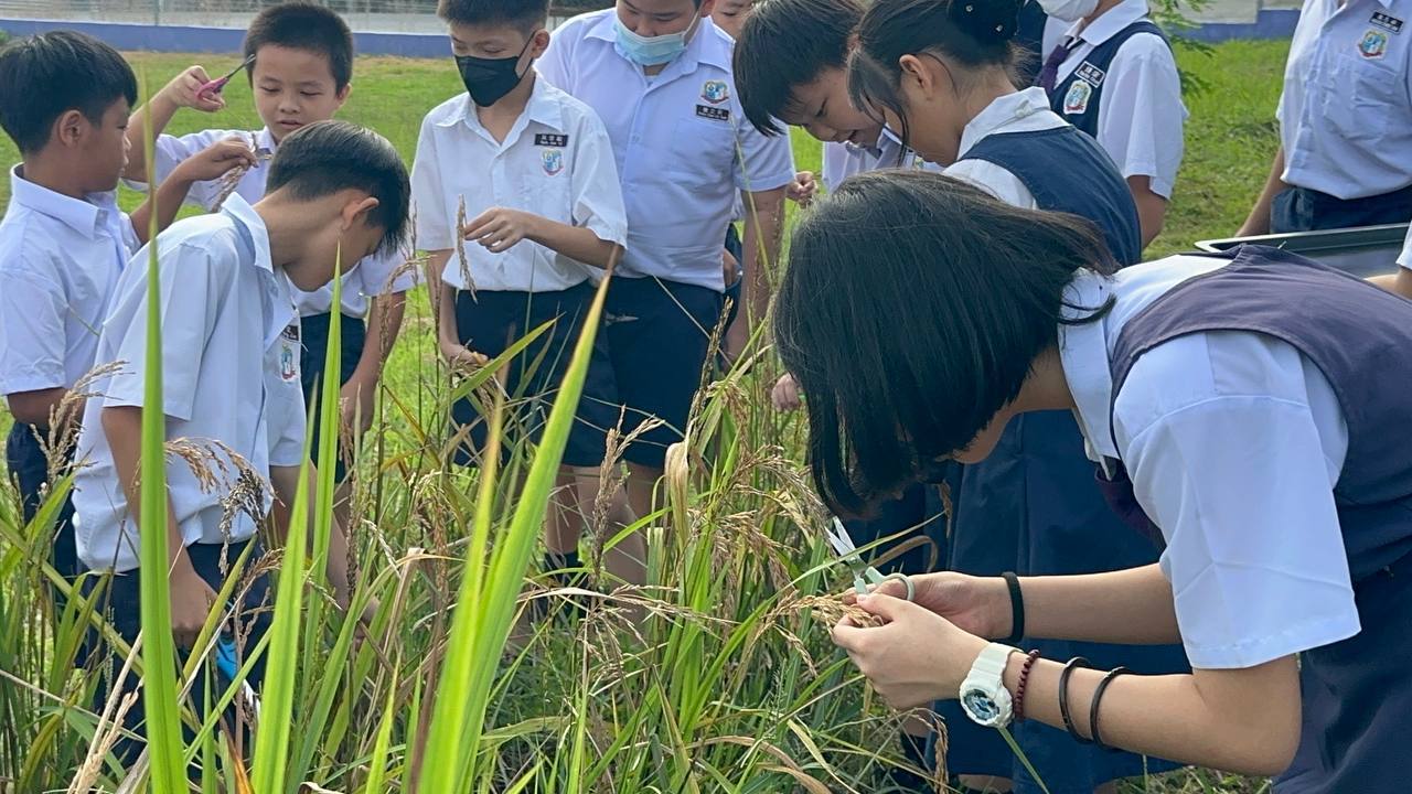 端洛百利华小学生好开心 校园栽种山米收割了
