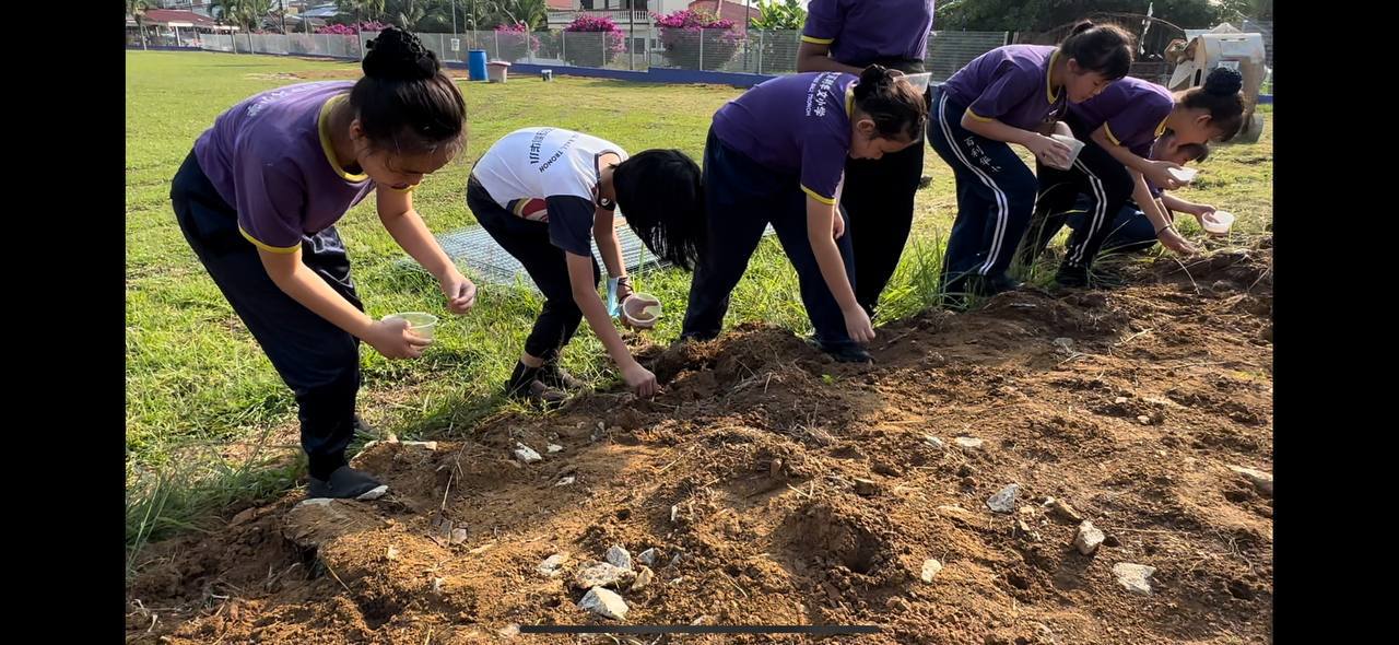 端洛百利华小学生好开心 校园栽种山米收割了