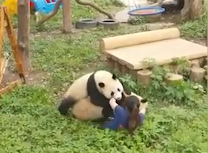 网红大熊猫扑倒压住保育员 动物园报平安
