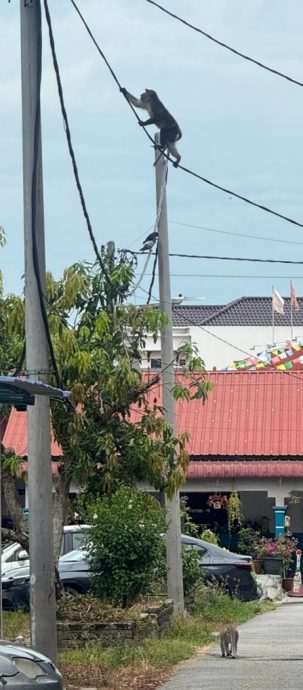 翻垃圾桶入侵民宅 亲善园组屋区猴患
