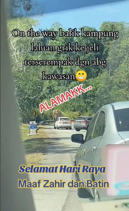 视频 | 又有轿车集体U转!这次是为了躲避野象