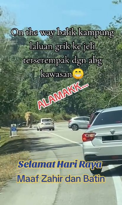 视频 | 又有轿车集体U转!这次是为了躲避野象