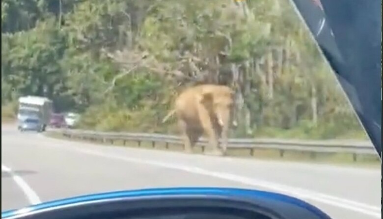 视频 | 又有轿车集体U转!这次是为了躲避野象