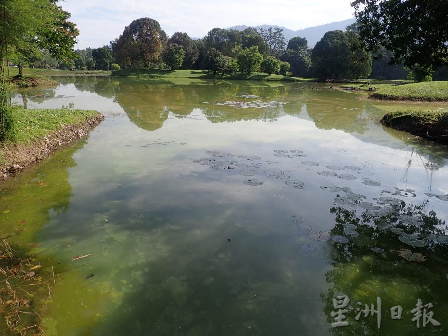 遭腐锈般物体覆盖 太平湖部分湖面呈褐色