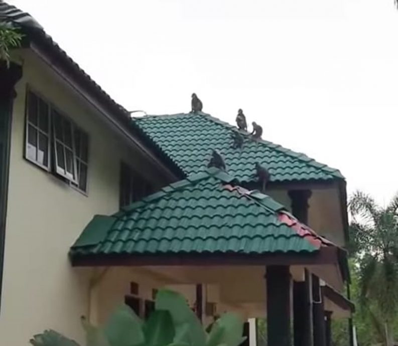 野猴大闹太平湖公园BMW公厕