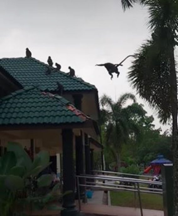 野猴大闹太平湖公园BMW公厕