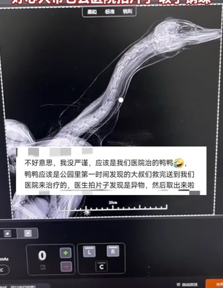 钢珠卡喉咙 鸭鸭求助人类 网笑：幸好没有把你变烤鸭