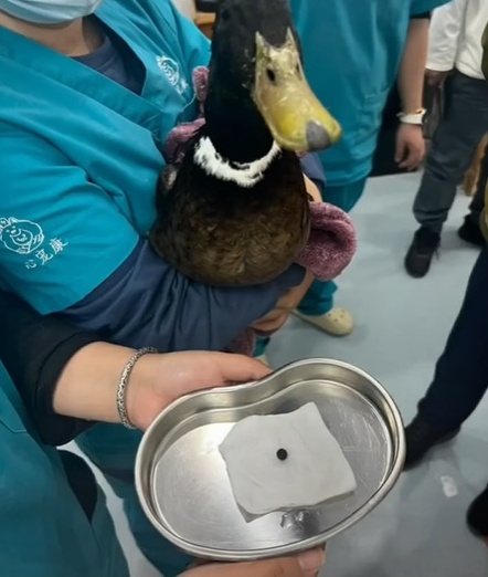 钢珠卡喉咙 鸭鸭求助人类 网笑：幸好没有把你变烤鸭