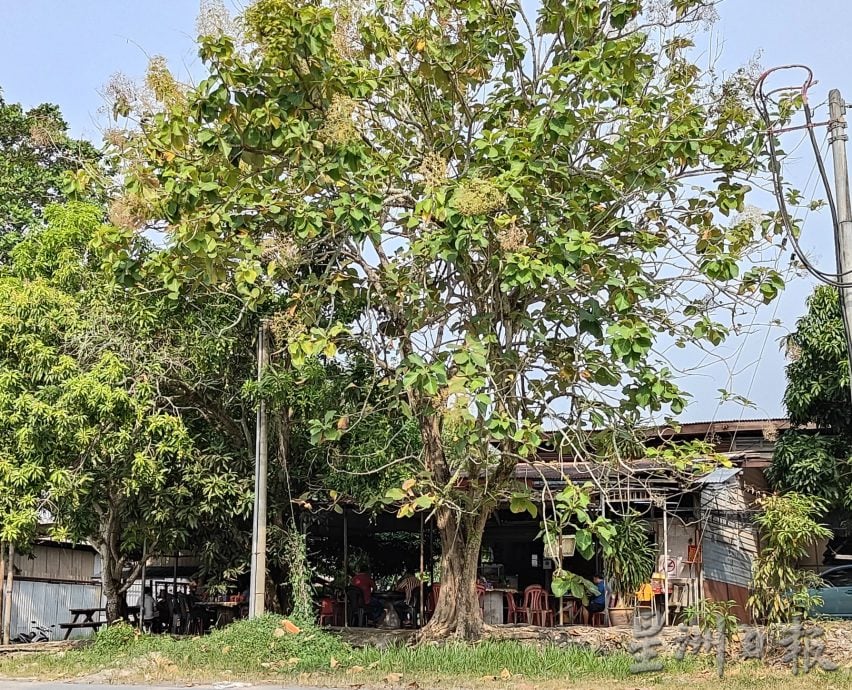 霹:6日见报/封底主文/老茶室情怀︱万裕成阿花茶餐室