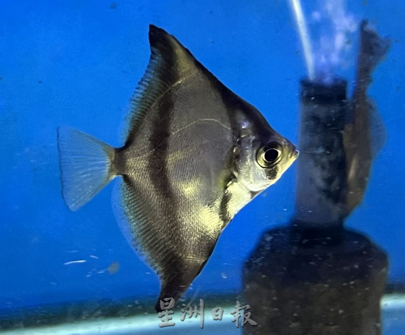 （古城封底主文）【带你去找爱】：水族的爱能减压