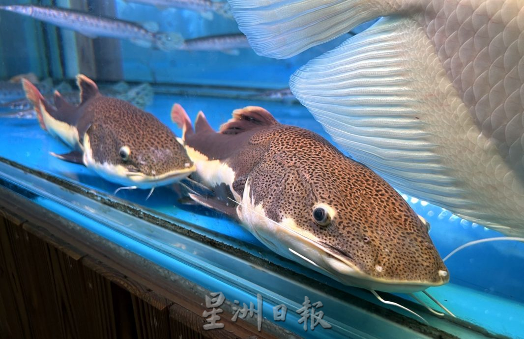 （古城封底主文）【带你去找爱】：水族的爱能减压