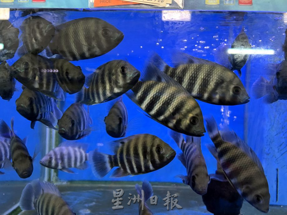 （古城封底主文）【带你去找爱】：水族的爱能减压