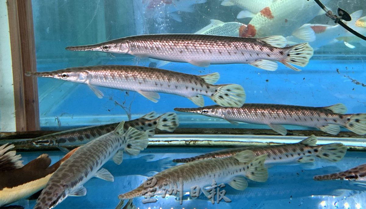 （古城封底主文）【带你去找爱】：水族的爱能减压