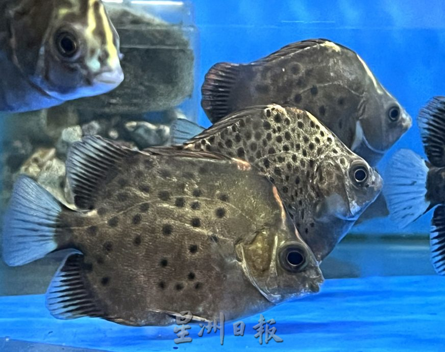 （古城封底主文）【带你去找爱】：水族的爱能减压