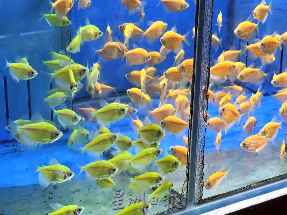 （古城封底主文）【带你去找爱】：水族的爱能减压