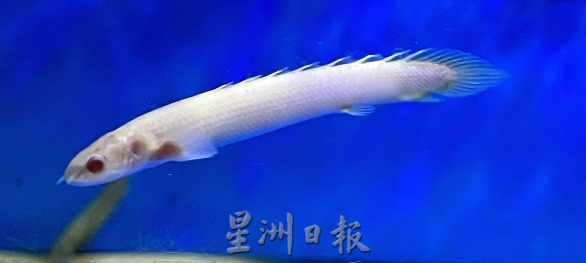 （古城封底主文）【带你去找爱】：水族的爱能减压
