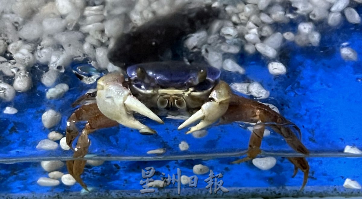 （古城封底主文）【带你去找爱】：水族的爱能减压