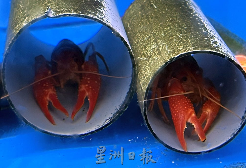 （古城封底主文）【带你去找爱】：水族的爱能减压