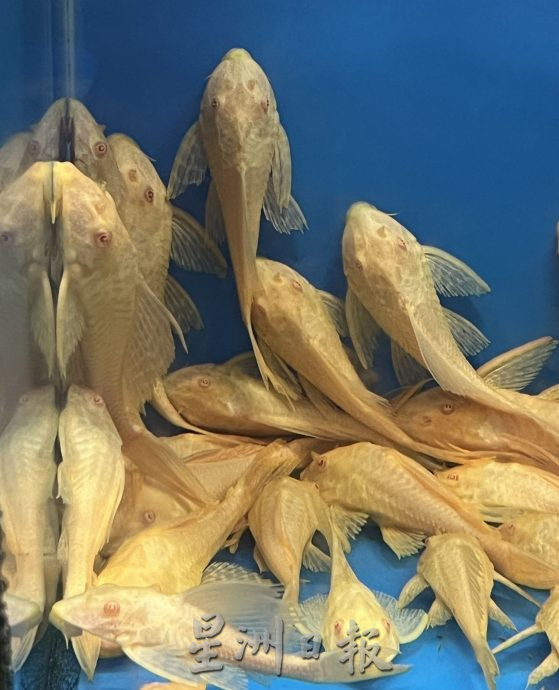 （古城封底主文）【带你去找爱】：水族的爱能减压