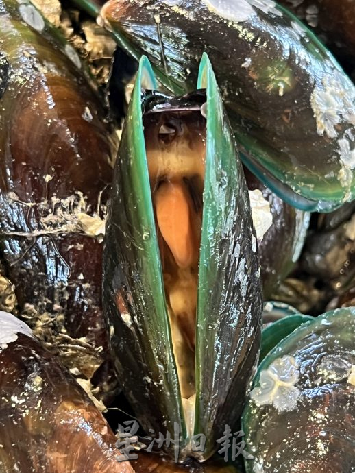 （古城封面主文）波德申8人青口中毒·甲暂禁止采集青口