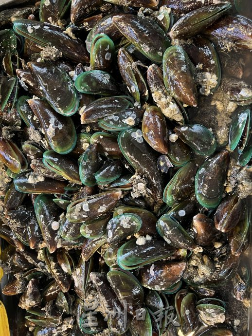 （古城封面主文）波德申8人青口中毒·甲暂禁止采集青口