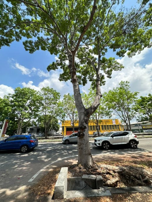 （古城封面主文）玛琳交通圈拟下半年缩小改三车道