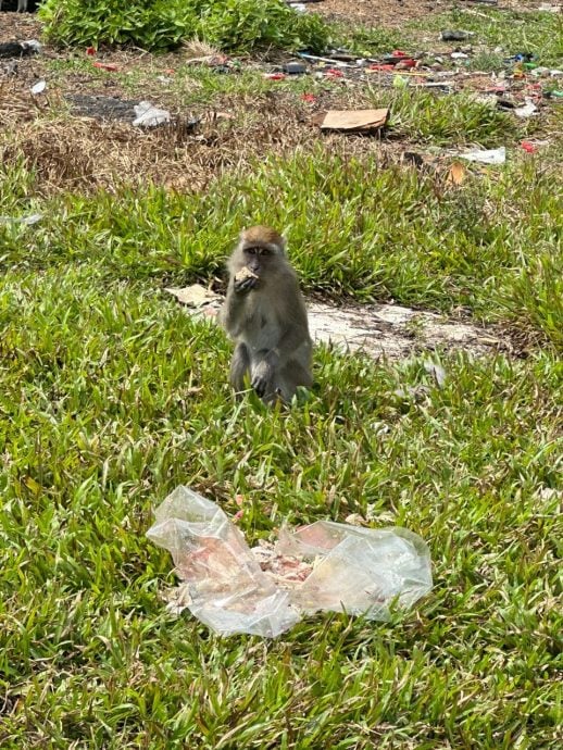 (古城第三版主文)马六甲柏淡那面对猴患问题 邓永森:喂养猴子可被罚500