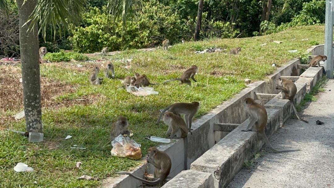 (古城第三版主文)马六甲柏淡那面对猴患问题 邓永森:喂养猴子可被罚500