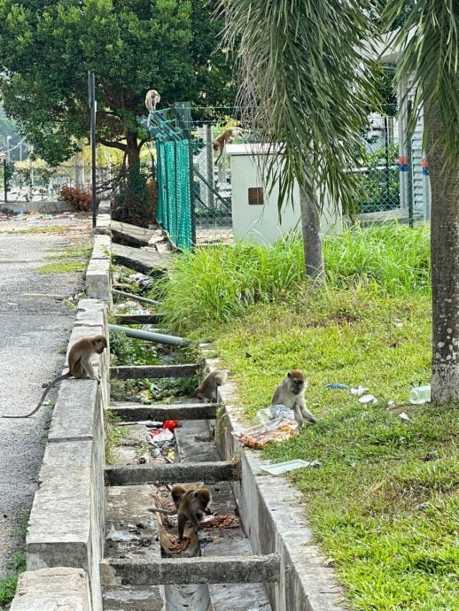 (古城第三版主文)马六甲柏淡那面对猴患问题 邓永森:喂养猴子可被罚500